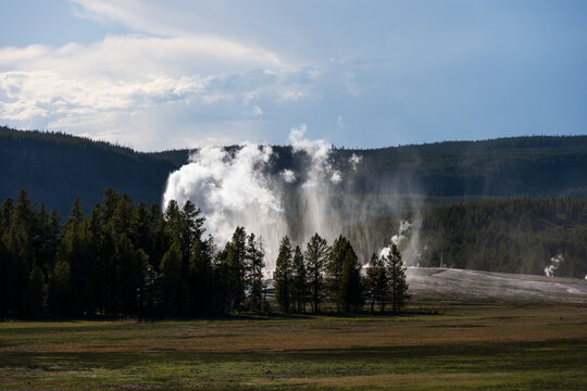 Castle Geyser erupting behind trees in upper geyser basin in the evening, mist and steam moving over landscape, summer vacation at Yellowstone National Park viewing natural geothermal features
