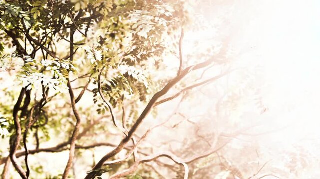Sunlight shines through leaves in a forest. Twisted branches create a natural pattern. The scene shows growth and life in the early morning. Nature is vibrant in this quiet space.