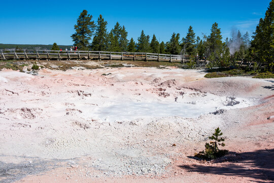 Boiling pink mud of the Fountain Paint Pot mud pot, tourist on boardwalk in background, summer vacation at Yellowstone National Park viewing natural geothermal features
