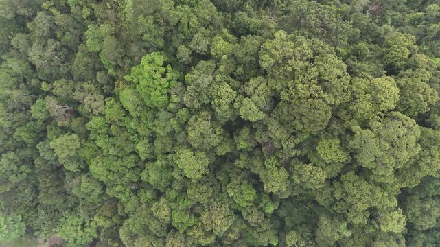 Aerial view of a dense green forest canopy covering the mountain landscape.