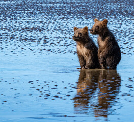 Two cute grizzly bear cubs posing together with a clear reflection in the water at Lake Clark National Park, Alaska © Kristie