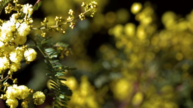 Yellow Wattle Acacia Blossoms Swaying in the Blue Mountains
