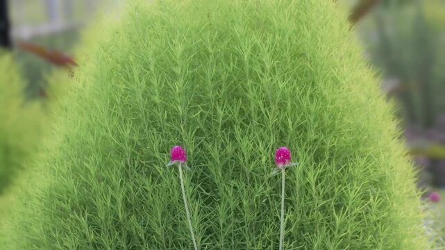 Tokyo, Japan -August 17, 2026: Kochia or Bassia scoparia and two red globe amaranth