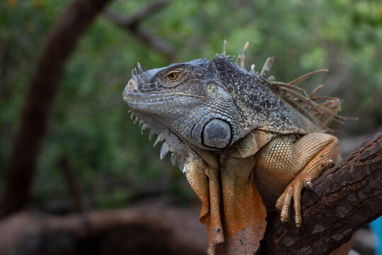 Iguana verde retrato