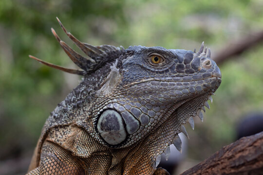 Iguana verde