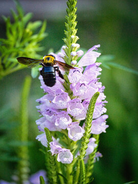 Tokyo,Japan - August 24, 2026: Closeup of a carpenter bee on Physostegia virginiana