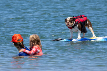 Bulldog wearing a red life jacket stands on a paddleboard while two swimmers watch from the water © Josh