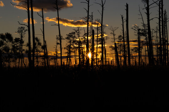Tree Line Sunset Blackwater Wildlife Refuge