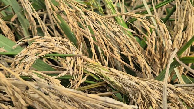 Empty Paddy Rice Grains Panicle In Field Damaged Chaffy Crop Close Up Shot