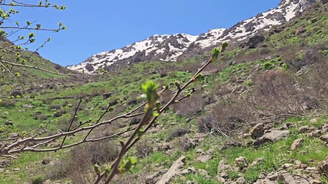 Spring mountain landscape with lush green vegetation, rocky slopes and patches of lingering snow under a clear blue sky.
📍 Ghallakhane, Daraki, Kurdistan 