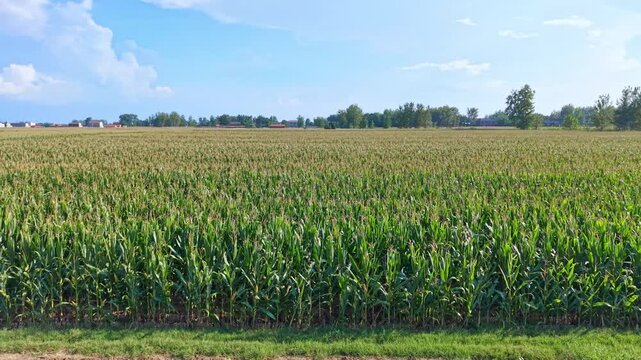 Aerial view of green corn crop field in orderly rows, rural farmland