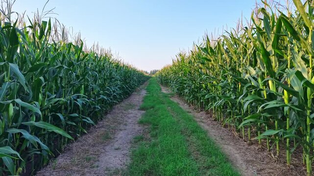 Aerial view of green corn crop field in orderly rows, rural farmland