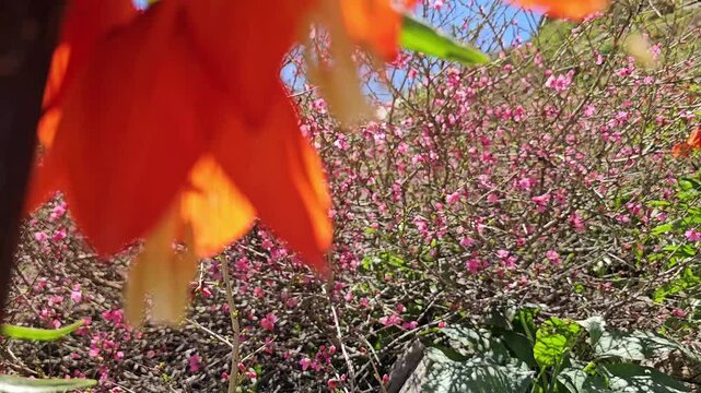 Vivid Crown Imperial blooms rise amid a hillside bursting with delicate pink blossoms, framed by rugged mountain slopes in full spring color.
📍 Ghallakhane, Daraki, Kurdistan 