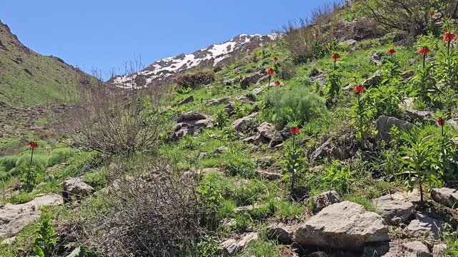 Spring mountain landscape featuring blooming crown imperial flowers (Fritillaria imperialis), lush green vegetation, rocky slopes, and patches of lingering snow beneath a clear blue sky. 
📍 Kurdistan