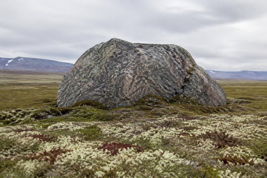 A massive glacial erratic rock embedded in a tundra landscape with lichen.