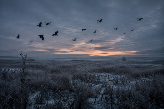 A flock of crows flying across a frost-covered winter field at dusk.