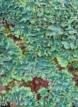 Green lichen and moss texture on tree bark close up