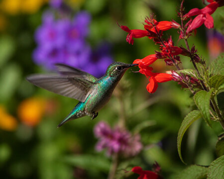 Hummingbird hovering at garden flowers with motion blur wings and floral background.
