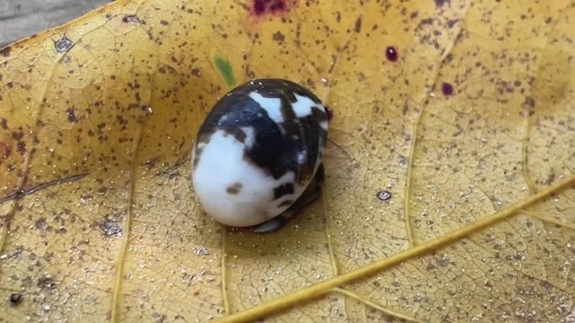 A small hermit crab in its shell moves along a dry leaf and wooden surface on the seashore.