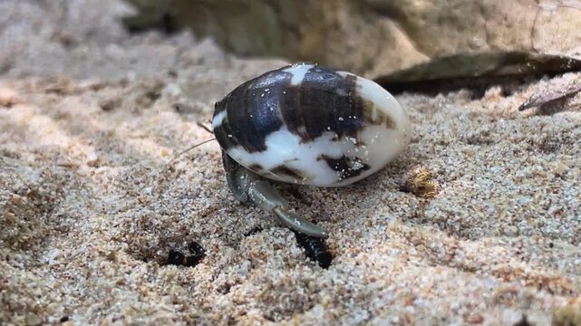 A small hermit crab in a shell moves across dry beach sand among fallen leaves. A close-up of the crustacean's natural behavior in its natural habitat.