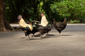 Group of rooster and hens standing on cement ground © Direk Takmatcha