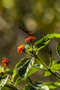A vibrant orange and black Juno longwing butterfly (Dione juno) collecting nectar from a blooming orange cambara flower (Lantana camara) in the wild nature of Brazil, 