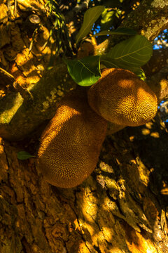 A close-up shot of a green jackfruit fruit growing directly on the trunk of a jackfruit tree (Artocarpus heterophyllus) at a rural farm or Brazil. 