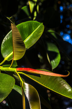 Detail of new growth on a rubber plant (Ficus elastica) in a public square in the South Zone of S&atilde;o Paulo.
