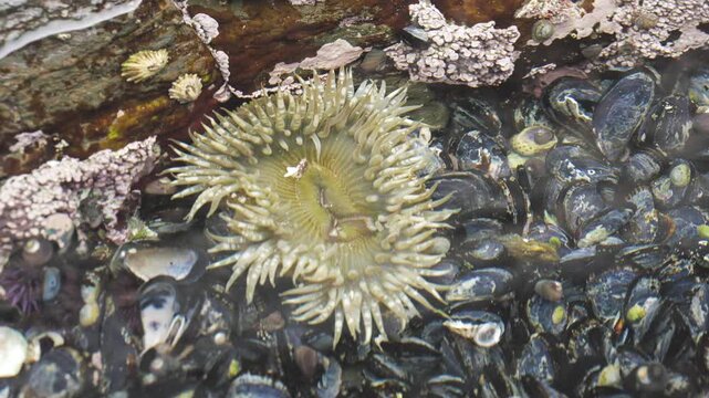 close up of a sea anemone
