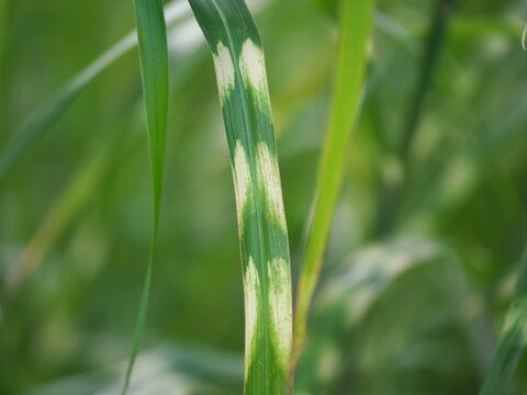 Tokyo,Japan - August 24, 2026: Closeup of Zebrinus or zebra grass
