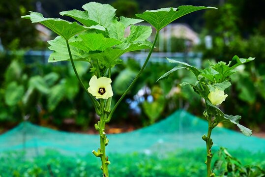 Okra cultivation.  Malvaceaehealthy vegetable. it produces pale yellow flowers and five pointed fruits known as "lady's fingers."