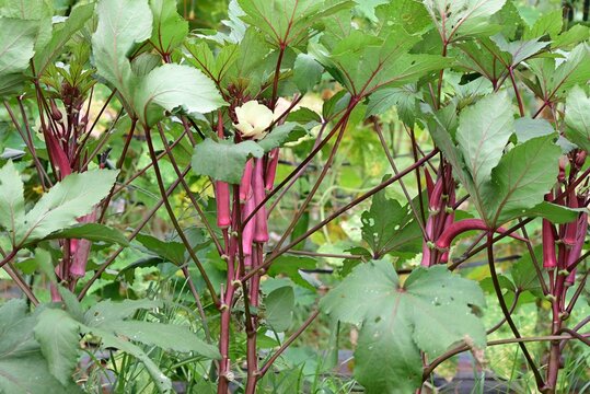 Okra cultivation.  Malvaceaehealthy vegetable. it produces pale yellow flowers and five pointed fruits known as "lady's fingers."