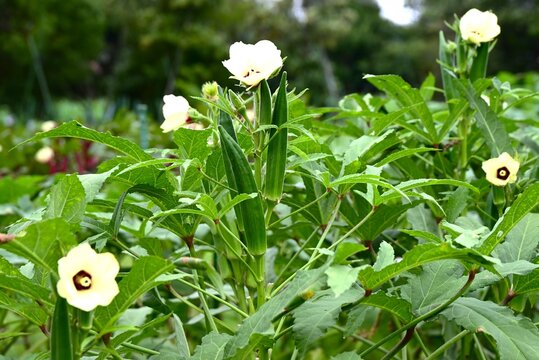 Okra cultivation.  Malvaceaehealthy vegetable. it produces pale yellow flowers and five pointed fruits known as "lady's fingers."