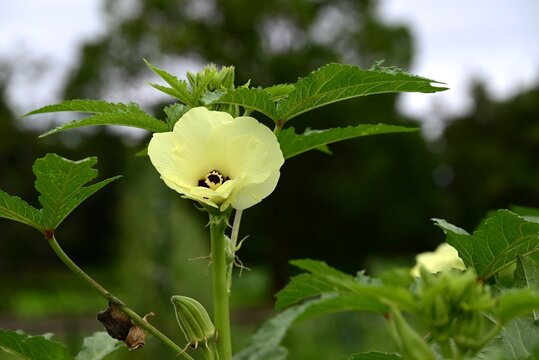 Okra cultivation.  Malvaceaehealthy vegetable. it produces pale yellow flowers and five pointed fruits known as "lady's fingers."