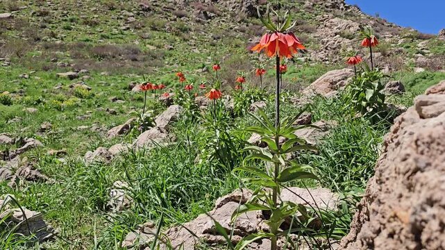 Spring mountain landscape with blooming crown imperial flowers, lush green vegetation, rocky slopes and lingering snow beneath a clear blue sky.
📍 Ghallakhane, Daraki, Kurdistan 