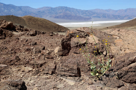 Yellow flower in the desert - Death Valley National Park, California