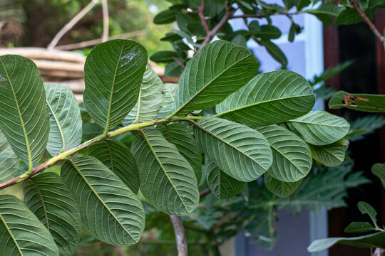 Guava leaves (Psidium guajava) isolated on white background, natural herbal medicine for digestive health and remedy. Green guava leaf set on white background