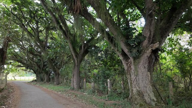 large old trees lining a quiet country road