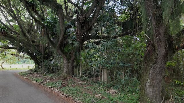curve in a rural road flanked by large ancient trees