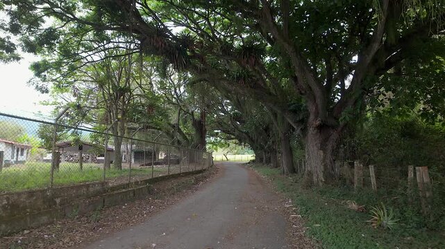 shaded country road lined with large trees and fences