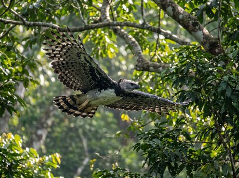 A majestic harpy eagle in flight, gliding through the lush green foliage of a tropical jungle habitat.
