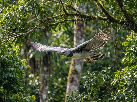 A majestic harpy eagle in flight, gliding through the lush green foliage of a tropical jungle habitat.