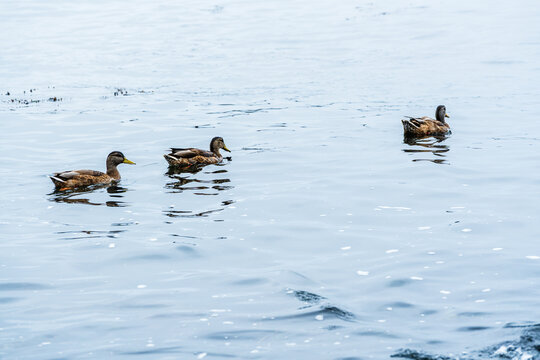 ducks on ocean