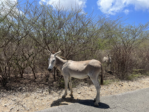 Wild Donkey
