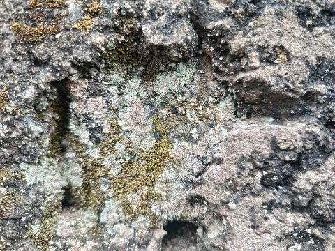 lA rough, textured stone surface with a weathered, dark grey appearance. The central area features a shallow depression or cavity where clusters of small, green moss and patchy light green or grey lic