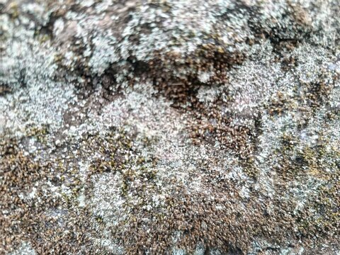 lA close-up photograph of a rough and textured surface, likely tree bark or a stone, heavily covered with natural growth. The texture features patches of light green or grey crustose lichen intermixed