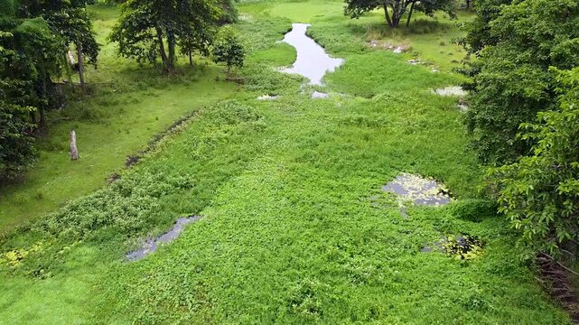 Aerial flying above weed covered river in crocodile territory of Nino Konis Santana National Park, Lautem District, Timor-Leste