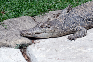 Fototapeta premium A freshwater crocodile is basking at the edge of the pond.