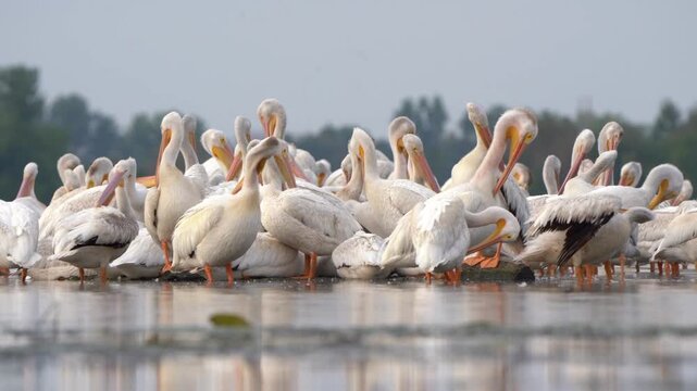 A flock of American white pelicans gather in a shallow lake.