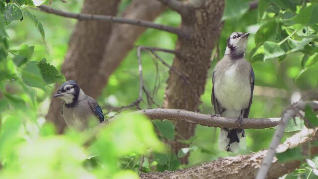 A pair of young blue jays preen and peck at one another.